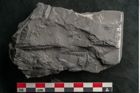 Foto (Detailansicht) von Callipteris sp.  (NHMW-GEO-2024-0188-10917)